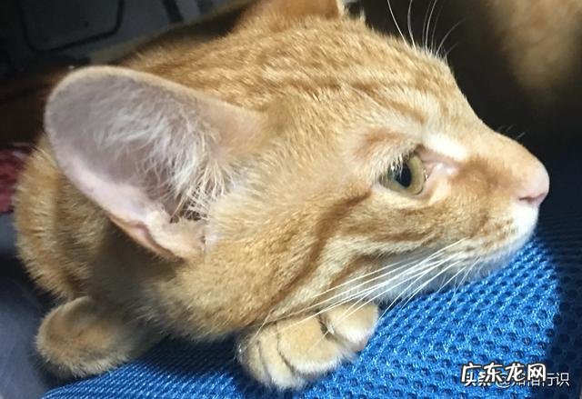 吃什么可以排出身体里的油脂？