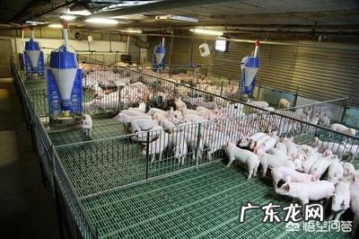 益生菌对猪场有什么作用？ 用什么益生菌养猪好