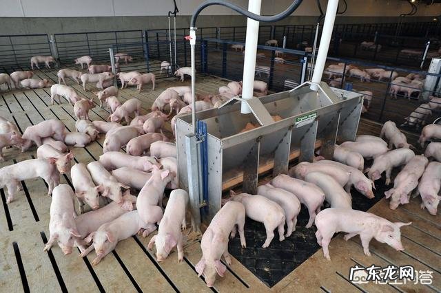 益生菌对猪场有什么作用？ 用什么益生菌养猪好