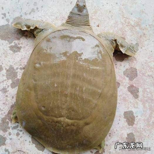 谁是现今中国足球的一哥？