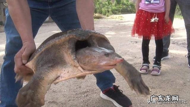 谁是现今中国足球的一哥？