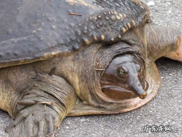 谁是现今中国足球的一哥？