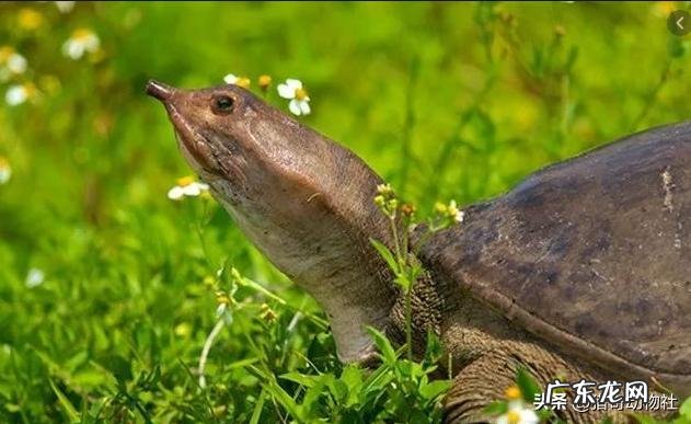 谁是现今中国足球的一哥？