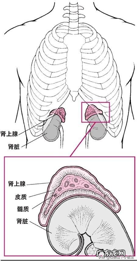 老年人各个器官都健康,身体一直消瘦是什么原因?
