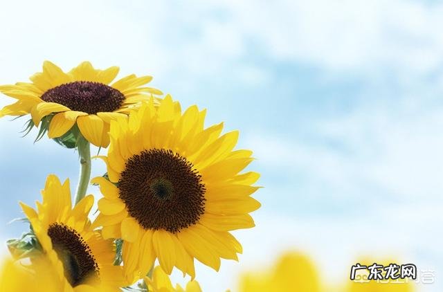 一个女人最好的生活状态是什么?