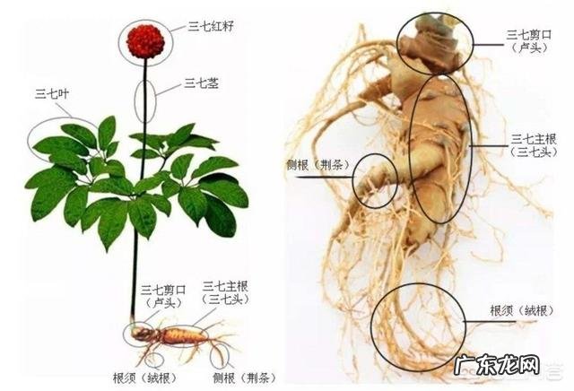 三七粉有哪些好处,什么时候服用最好?能不能每天喝?