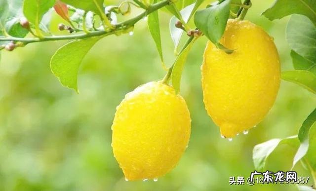 普洱茶加柠檬喝多会伤肾吗?