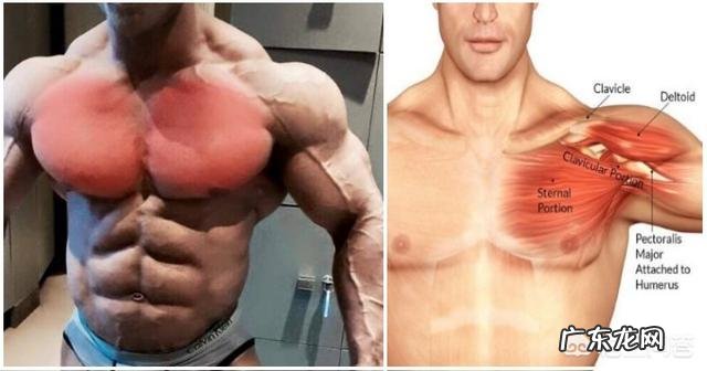 胸部最好的训练模式是什么?