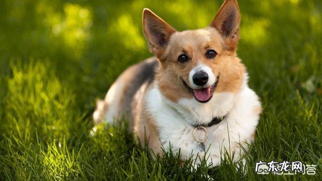 为什么有人说养狗要养柯基犬? 养狗狗的基础知识柯基