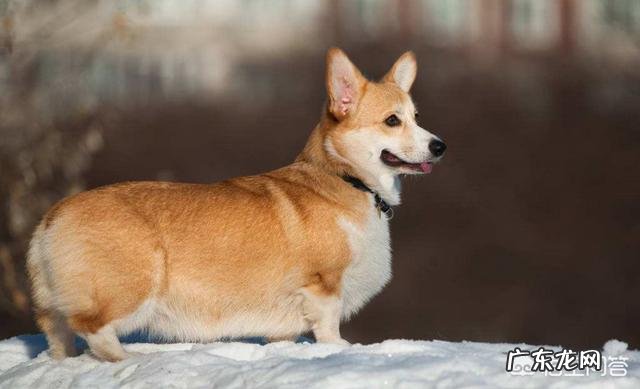 为什么有人说养狗要养柯基犬? 养狗狗的基础知识柯基