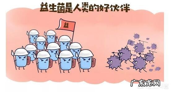 益生菌和酵母是不是一样的