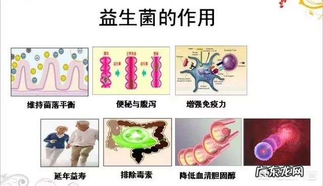 益生菌和酵母是不是一样的