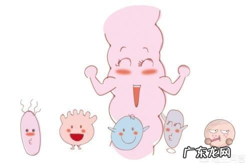 益生菌和酵母是不是一样的