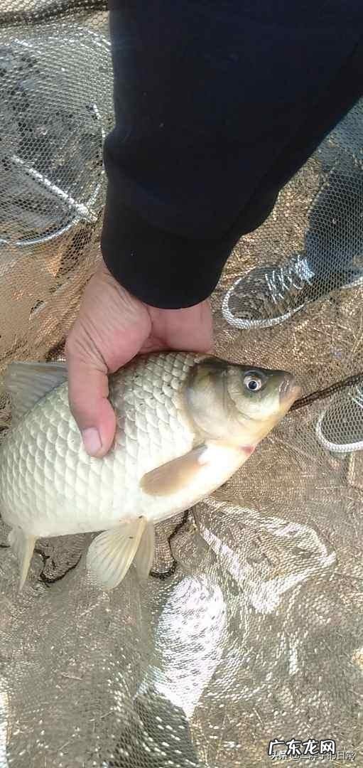 鲫鱼多大的要放生,多重的带走合适