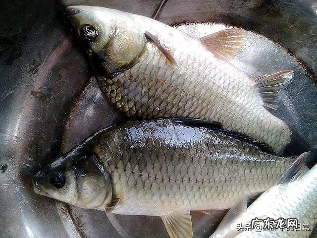 鲫鱼多大的要放生,多重的带走合适