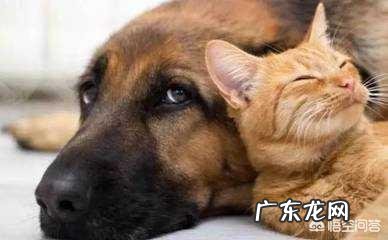 家里2只猫咪被我打后,现在过度惊吓,处于紧张状态,该怎么恢复