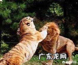 家里2只猫咪被我打后,现在过度惊吓,处于紧张状态,该怎么恢复