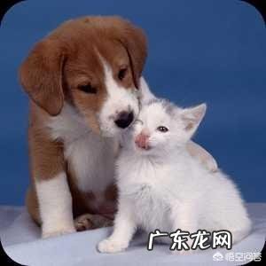 家里2只猫咪被我打后,现在过度惊吓,处于紧张状态,该怎么恢复