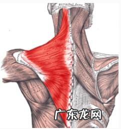 在健身房练肩,做哪些运动效果好?