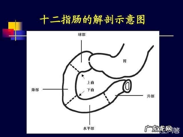 十二脂肠溃疡与肠炎有什么区别