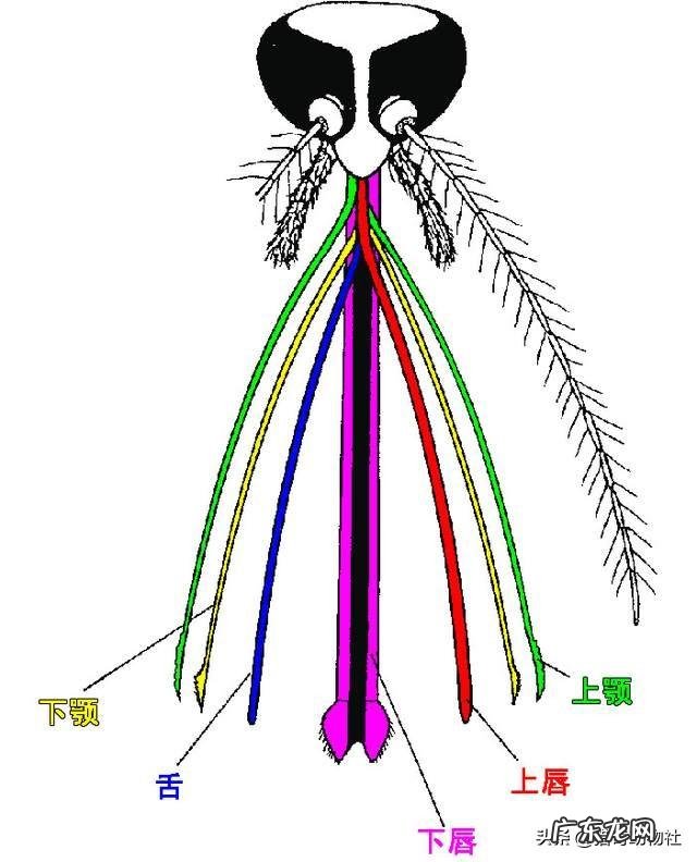 喝酒后到底要多长时间开车,才不会查出酒驾呢?
