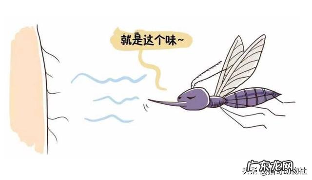 喝酒后到底要多长时间开车,才不会查出酒驾呢?