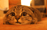 裹保鲜膜真的能减肥吗 科学的减肥方法有哪些