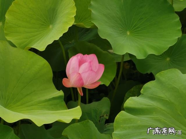 刘备妻子孙尚香,回到东吴后,竟然再婚嫁人生子,是否真有此事?