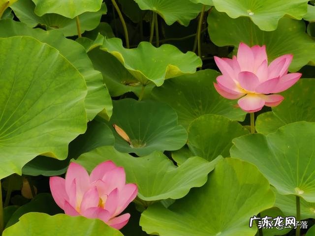 刘备妻子孙尚香,回到东吴后,竟然再婚嫁人生子,是否真有此事?