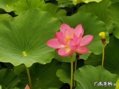 刘备妻子孙尚香，回到东吴后，竟然再婚嫁人生子，是否真有此事？