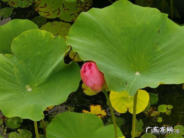 刘备妻子孙尚香,回到东吴后,竟然再婚嫁人生子,是否真有此事?