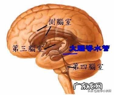 脑萎缩一般多大年龄会出现?该注意什么?