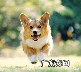 什么行为对柯基犬危害很大?