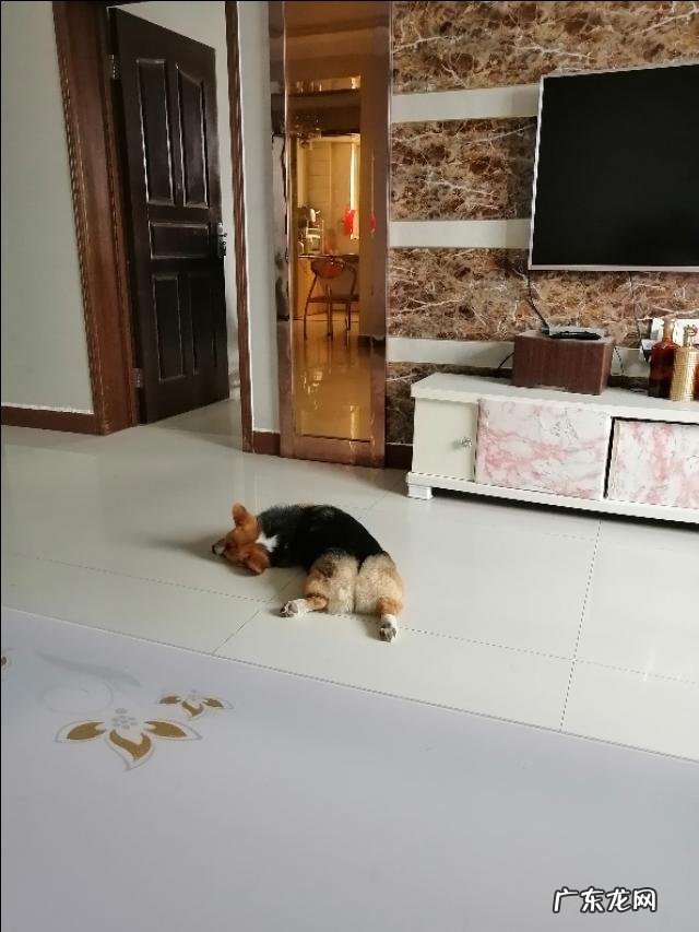 什么行为对柯基犬危害很大?