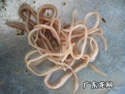 小时候在农村,几乎人人都有“蛔虫病”,为什么现在说没就没了?