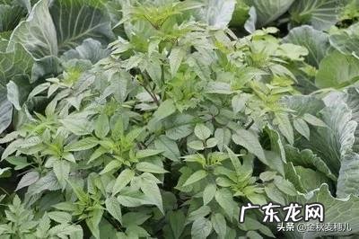 农村有哪些野菜堪称美食?能否晒晒照片?