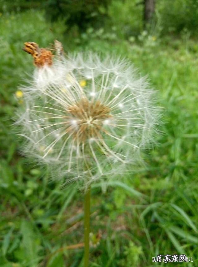 农村有哪些野菜堪称美食?能否晒晒照片?
