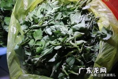 农村有哪些野菜堪称美食?能否晒晒照片?