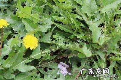 农村有哪些野菜堪称美食?能否晒晒照片?