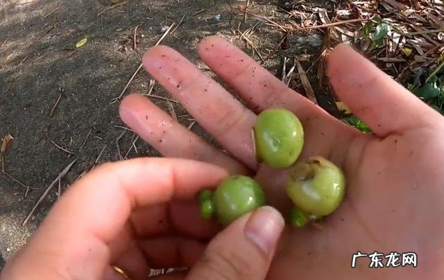 干枯分叉洗发露推荐 干枯毛躁洗发乳推荐