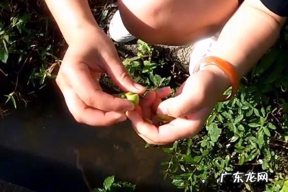 干枯分叉洗发露推荐 干枯毛躁洗发乳推荐