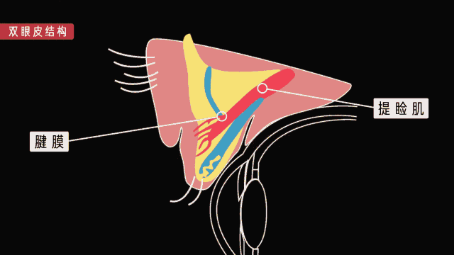 双眼皮手术一年的经验 双眼皮手术经验分享