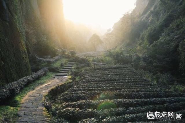 喝茶人常说的牛肉、马肉是什么茶?