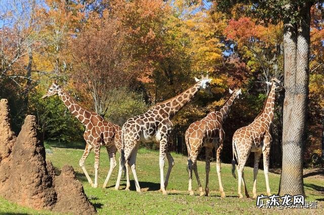 丈夫看见妻子被人强奸,一怒之下杀死强奸犯,属不属于故意杀人?