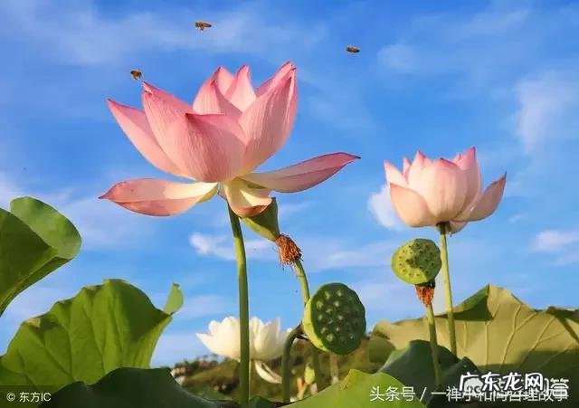 喝茶的最高段位应该喝什么茶?