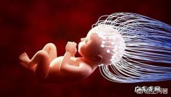 孕中期吃什么对胎儿智力发育好