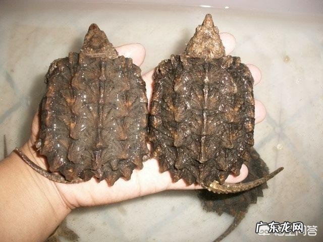 鳄龟正常一年可以长多大?