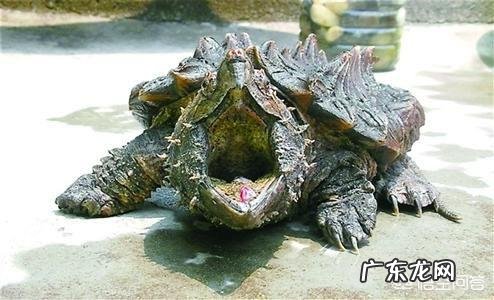 鳄龟正常一年可以长多大?