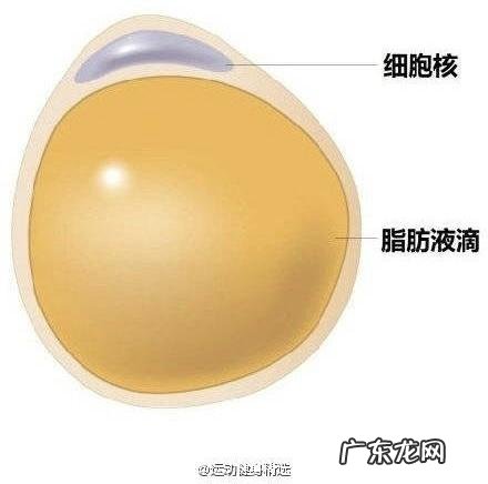 健身中人体的脂肪是怎么分解排出体外的? 运动健身是怎么把脂肪消耗掉的