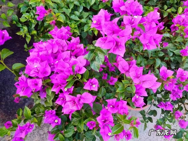 你觉得如何才能让教师专心地关注于教育、教学本身呢?